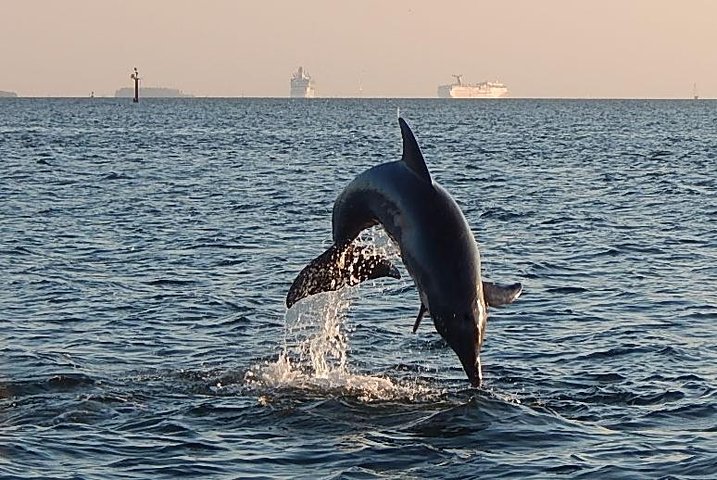 Cruzeiro turístico de golfinhos de uma hora e meia saindo de Tampa