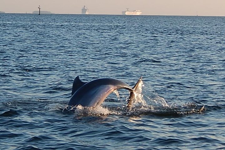 Cruzeiro turístico de golfinhos de uma hora e meia saindo de Tampa