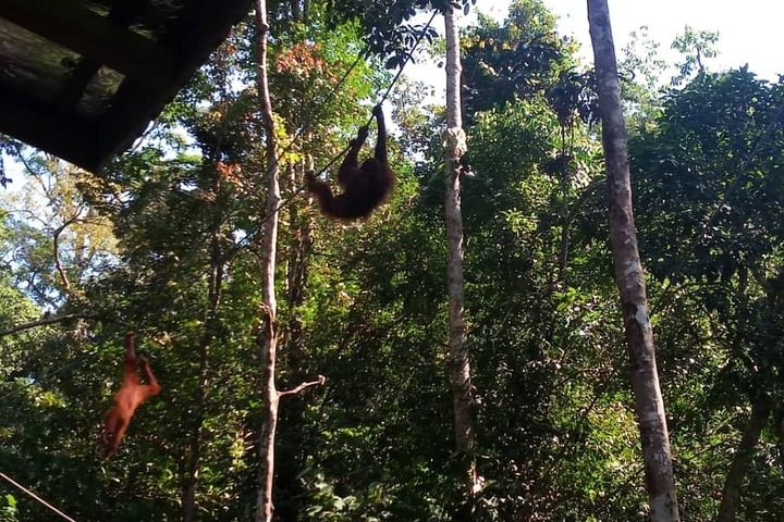 Semenggoh Orangutan Center og Sarawak Cultural Village