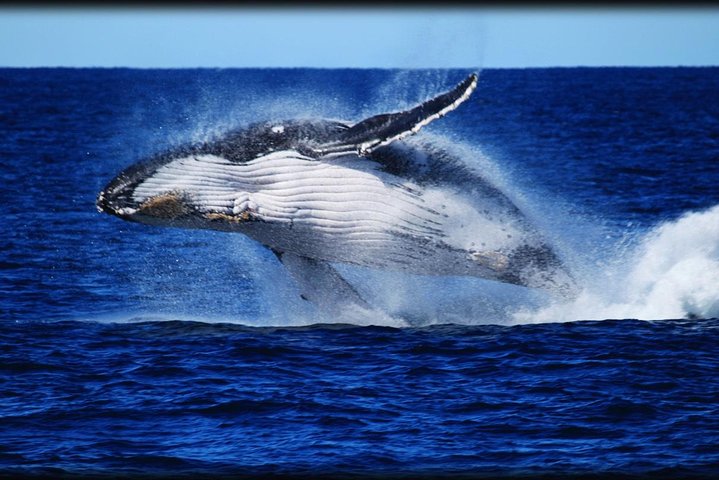 Crucero de observación de ballenas desde Redcliffe o Brisbane City