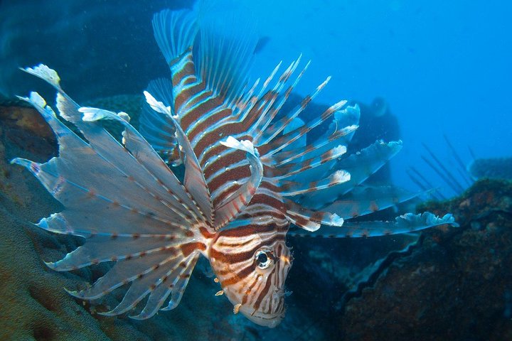 Snorkel eventyr på Koh Chang – afrejse fra Koh Chang