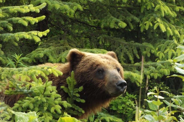 Visita a la isla de Chichagof: búsqueda del oso pardo