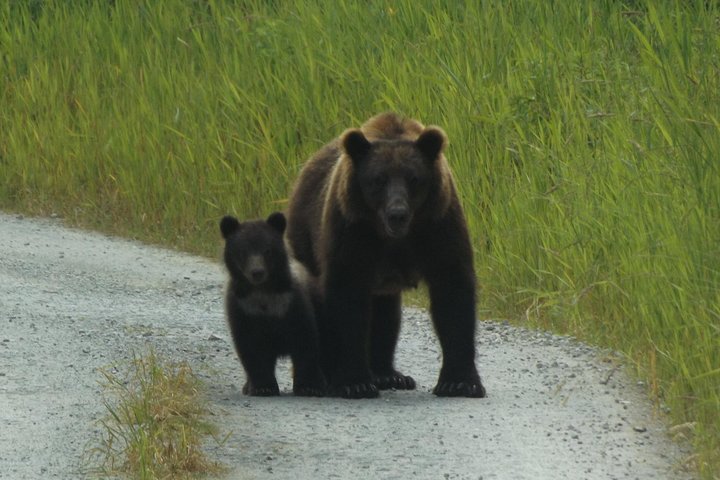 Visita a la isla de Chichagof: búsqueda del oso pardo