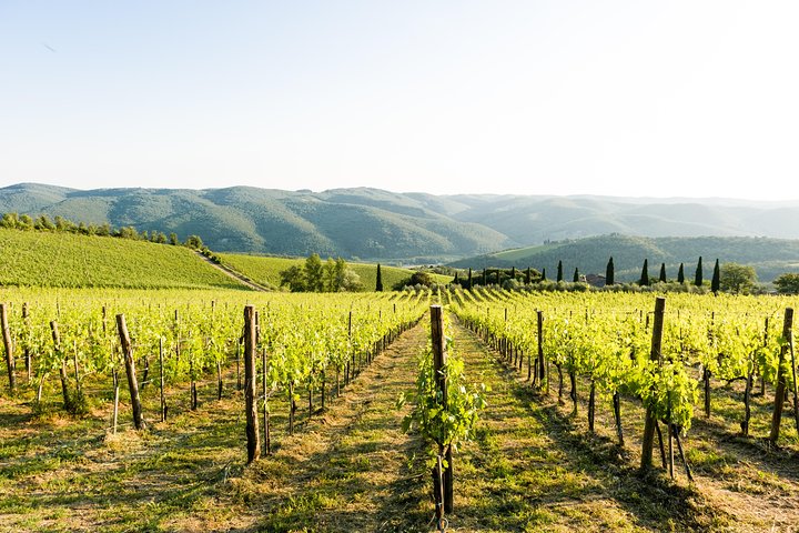 Tour e degustação em uma vinícola orgânica no coração da área de Chianti Classico