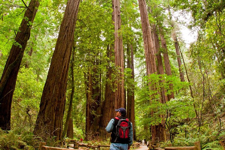 Redwoods of Marin und Mt. Tamalpais-Rundgang mit lokalem Guide