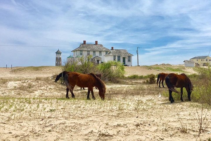 Tour de caballos salvajes de 2 horas en Outer Banks en camión 4WD