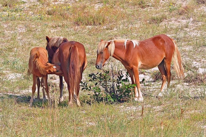 Tour de caballos salvajes de 2 horas en Outer Banks en camión 4WD