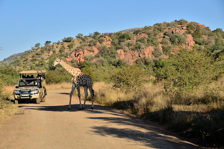 Unità di gioco privata di 3 ore del Parco nazionale di Pilanesberg