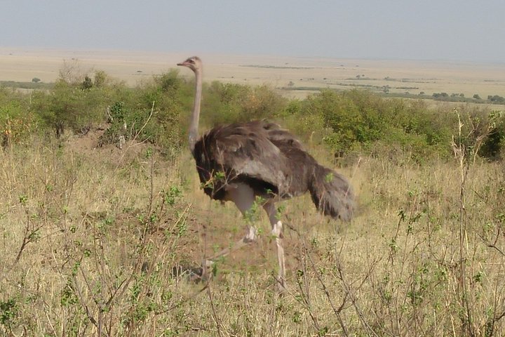 Tour di un giorno al parco nazionale di Samburu Nyeri
