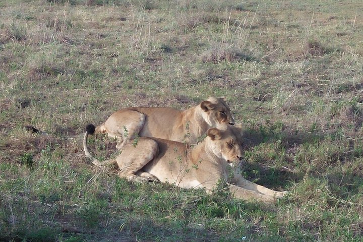 Tour di un giorno al parco nazionale di Samburu Nyeri