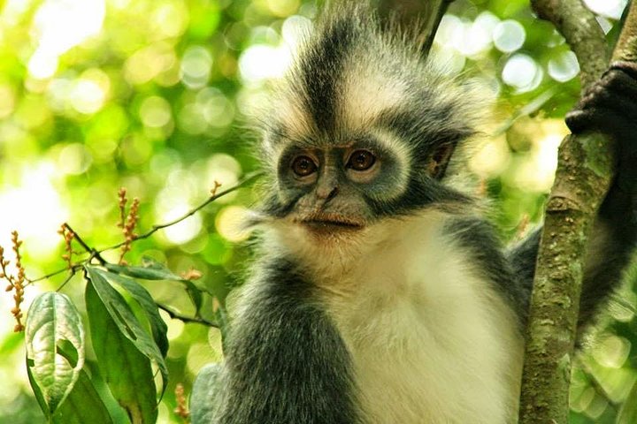 Excursion privée d'une journée complète en trekking Bukit Lawang au départ de Medan