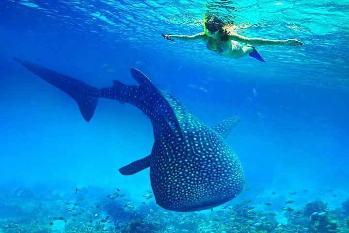 Whale Shark & Tumalog Falls & Sumilon Sandbar & Pescador Island med sardiner