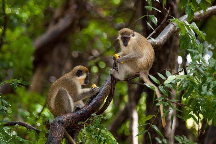 Barbados Island Tour med Lunch och Wildlife Sanctuary