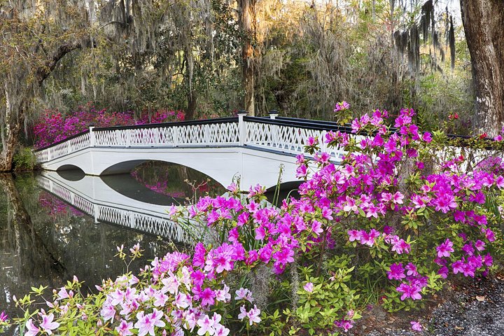 Magnolia Plantation Entrée et visite avec transport depuis Charleston