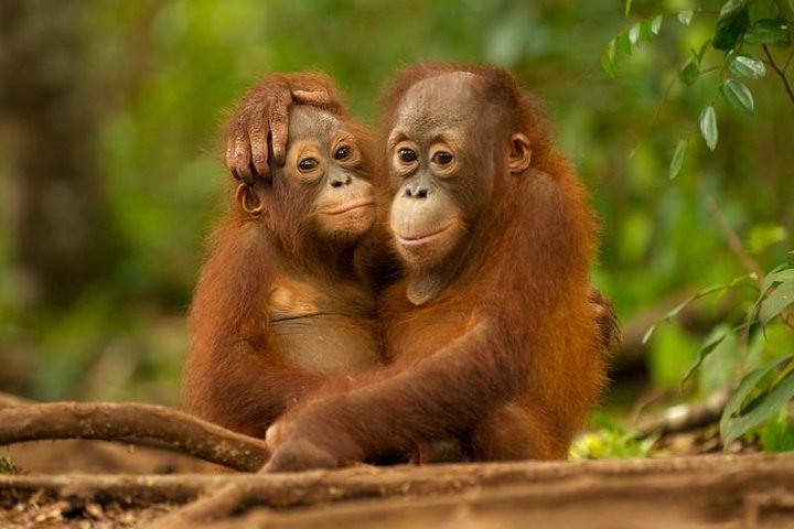 Gita di un giorno Sepilok Orang-utan e tour della città (volo escluso)
