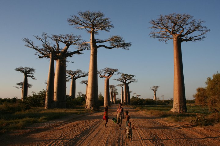 Excursion d'une journée à Morondava avec visite au Kirindy Park et à la Baobab Avenue