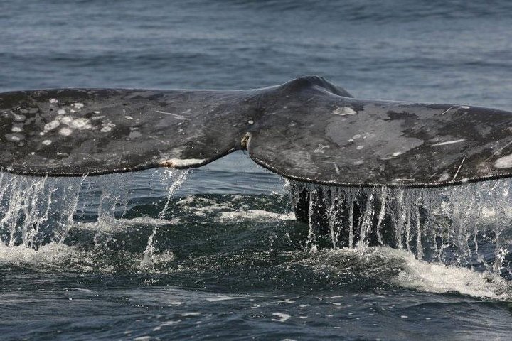 Crucero de avistamiento de ballenas en San Diego