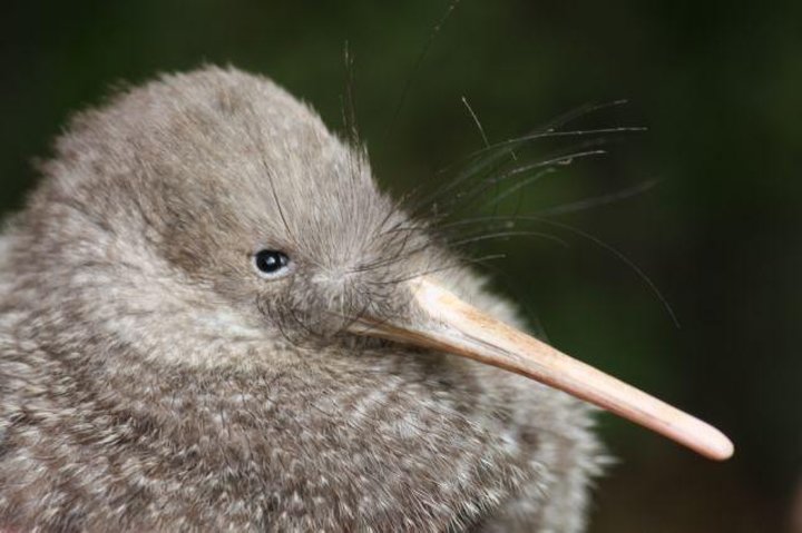 Zeelandia Eco Wildlife Night Tour met kleine groep