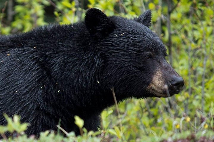 Passeio Jasper Wildlife & Cruzeiro no Lago Maligne com Spirit Island