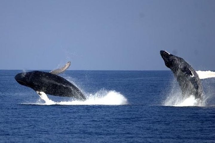 Croisière d'observation des baleines au départ de Newport Beach
