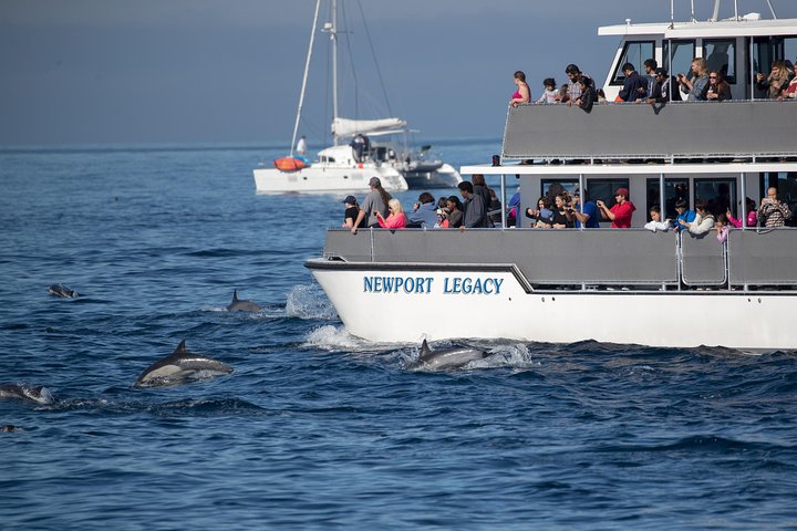 Croisière d'observation des baleines au départ de Newport Beach