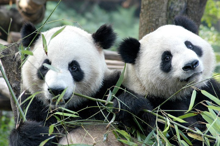 Visite privée d'une demi-journée du centre d'élevage de pandas de Chengdu avec bénévolat en option