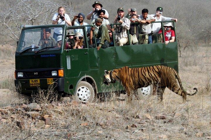 Ranthambore Wildlife Safari con biglietti e opzioni di trasferimento