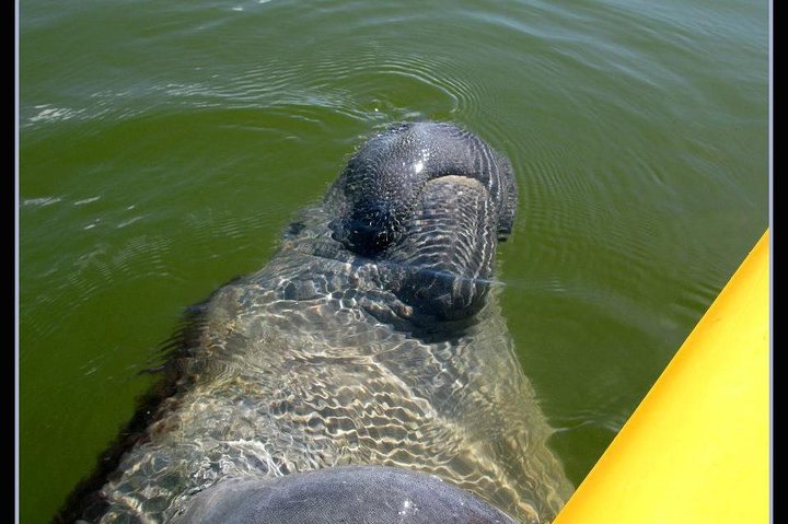 Tour guiado en barco, kayak y a pie por los Everglades