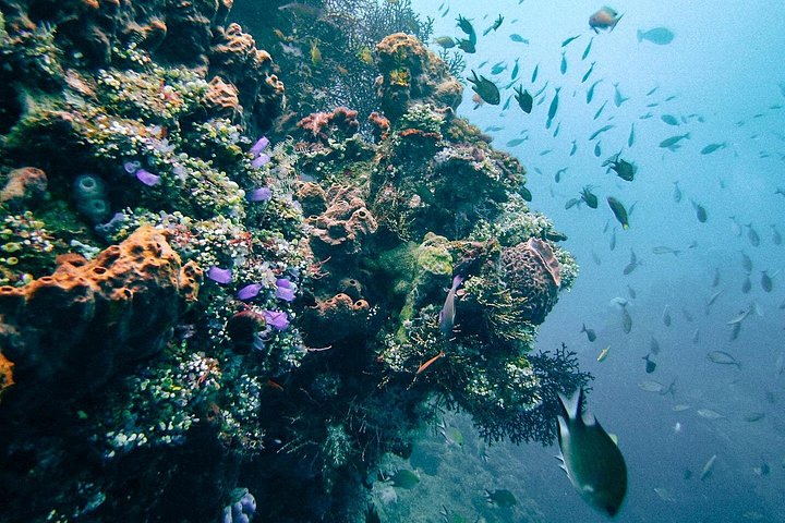 Buceo en el naufragio del USS Liberty de Tulamben Bali