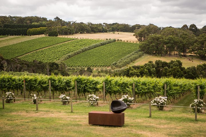 Montalto Vineyard: Mornington Peninsula Weinverkostung und Mittagessen
