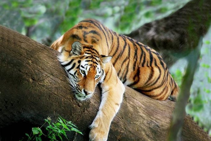 3 - Dag Chitwan Jungle Safari fra Kathmandu – All Inclusive Tour