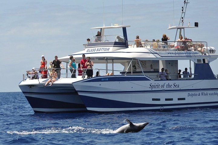 Cruzeiro de observação de golfinhos e baleias a partir de Porto Rico DE Gran Canaria