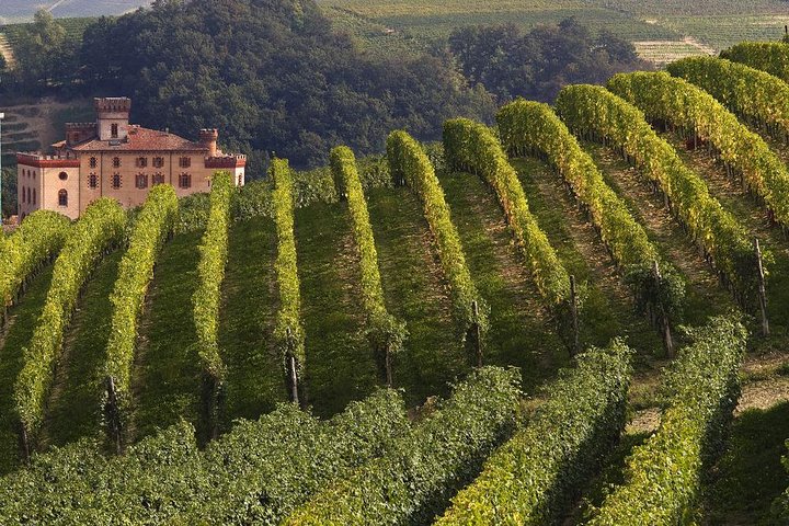 Tour Privado: Degustação de Vinhos Barolo na área de Langhe a partir de Turim