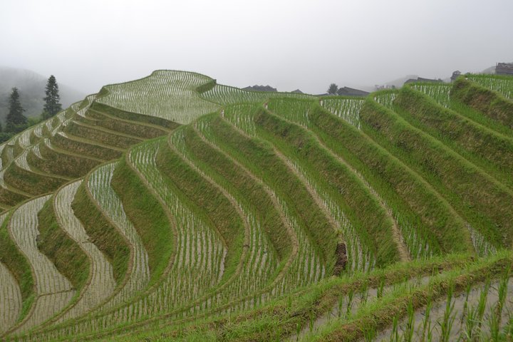 Terrazze di riso Longji con tour privato di un giorno al Minority Village