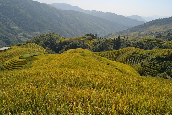 Terrazze di riso Longji con tour privato di un giorno al Minority Village