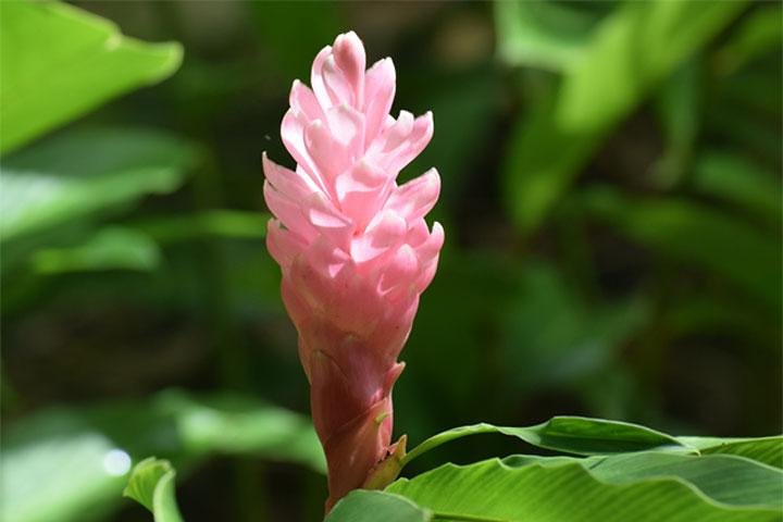 Halvdagstur till Barbados Harrisons Cave Hunte's Garden och Bathsheba