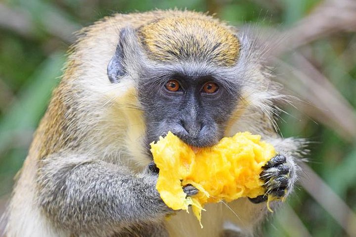Insel Abenteuer Harrison's Cave Monkey Mittagessen inklusive