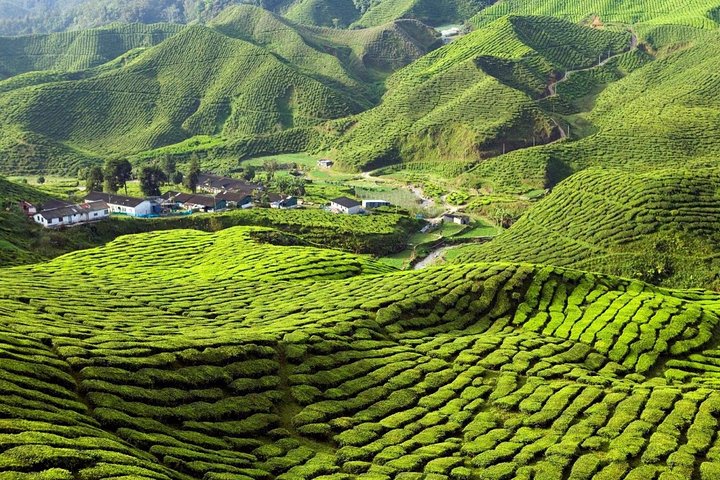Privater Transfer: Taman Negara Kuala Tahan nach Cameron Highlands