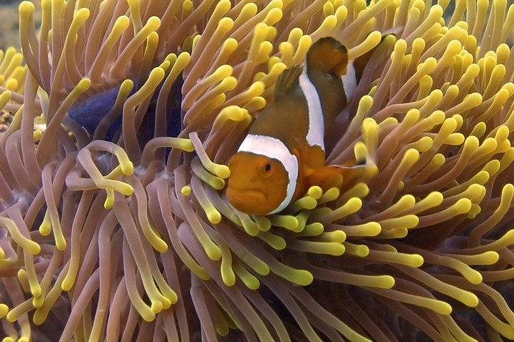 Excursion d'une journée de plongée en apnée sur l'île Perhentian depuis la jetée de Kuala Besut