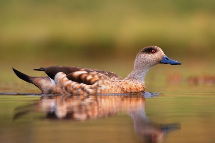 Heldagstur till Laguna de los Pozuelos från Tilcara