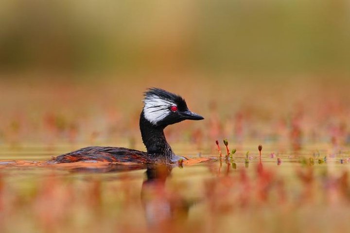 Heldagstur till Laguna de los Pozuelos från Tilcara