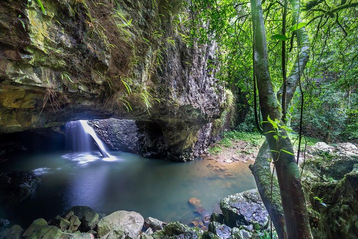 Springbrook andTamborine Rainforest Tour con ponte naturale e grotta dei vermi incandescenti