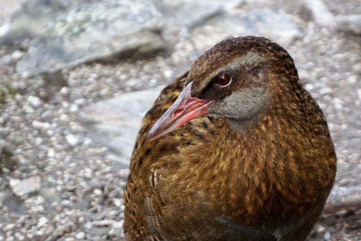 Mou Waho Island Cruise och guidad naturvandring