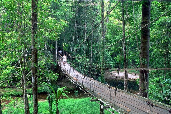 Excursion d'une demi-journée au parc national de Lambir Hills depuis Miri