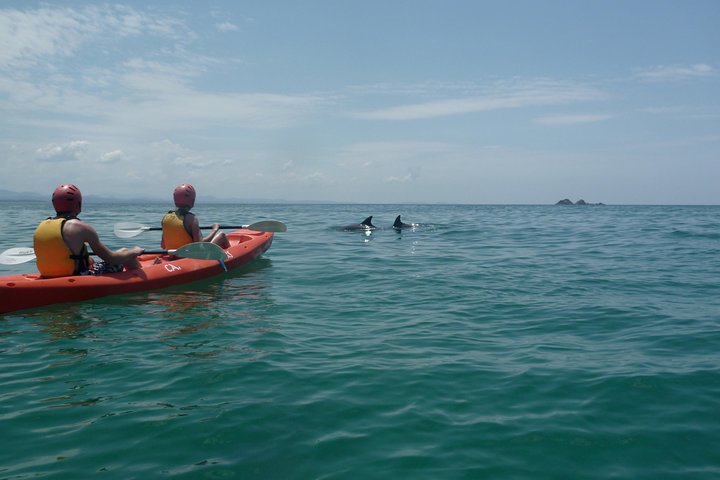 Kayak avec dauphins à Byron Bay Visite guidée