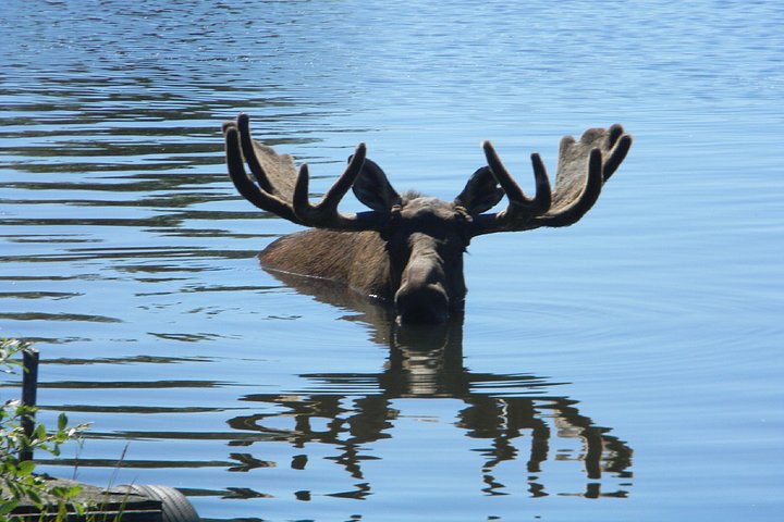 Seward para Anchorage Cruise Transfer e Private Tour