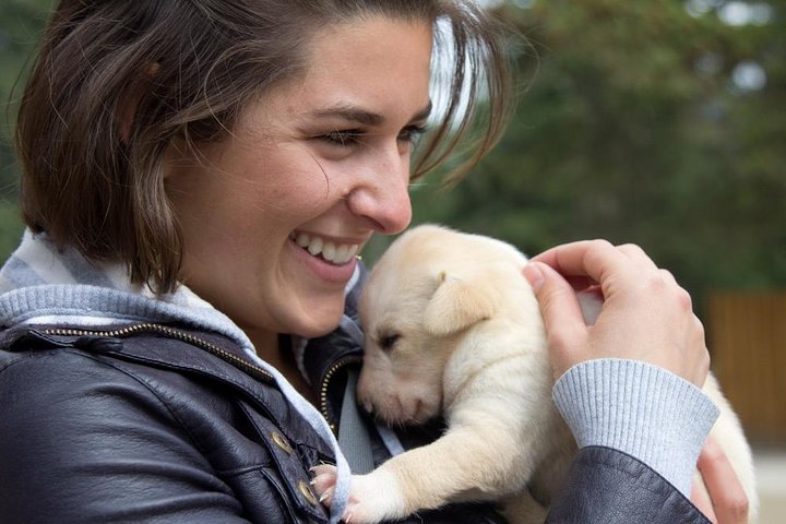 Aventura de perros en trineo y campamento de Musher en Skagway