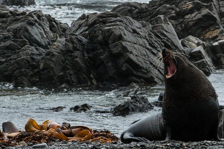 Seal Coast Safari - Exclusieve toegang tot Wellington's geheime kust