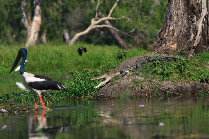 Découverte d'une journée dans les zones humides du Corroboree Billabong, avec une croisière de 2 heures et demie et un déjeuner