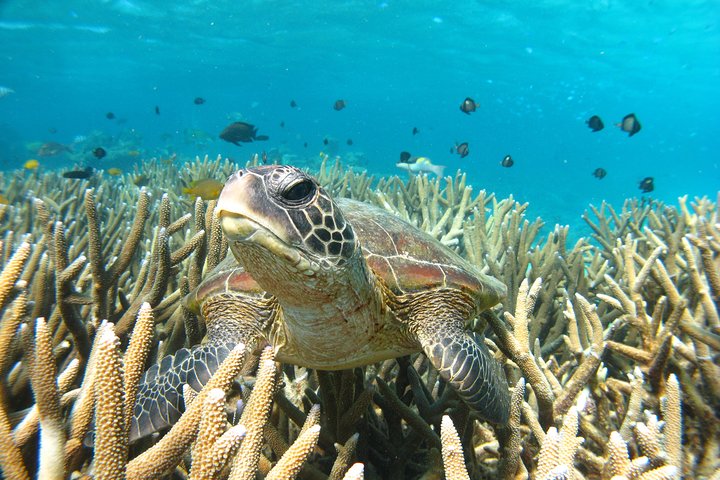 Coral Bay 3-timers Turtle Ecotour